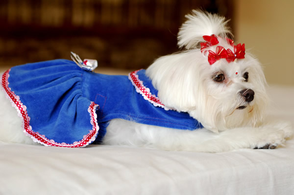 Oficina do Pijama - Roupas para seu cachorro